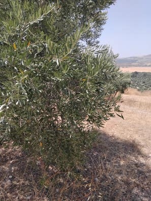 aceituna