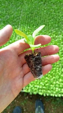 Peón agricola