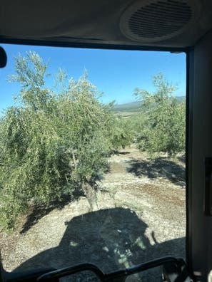 Aceituna